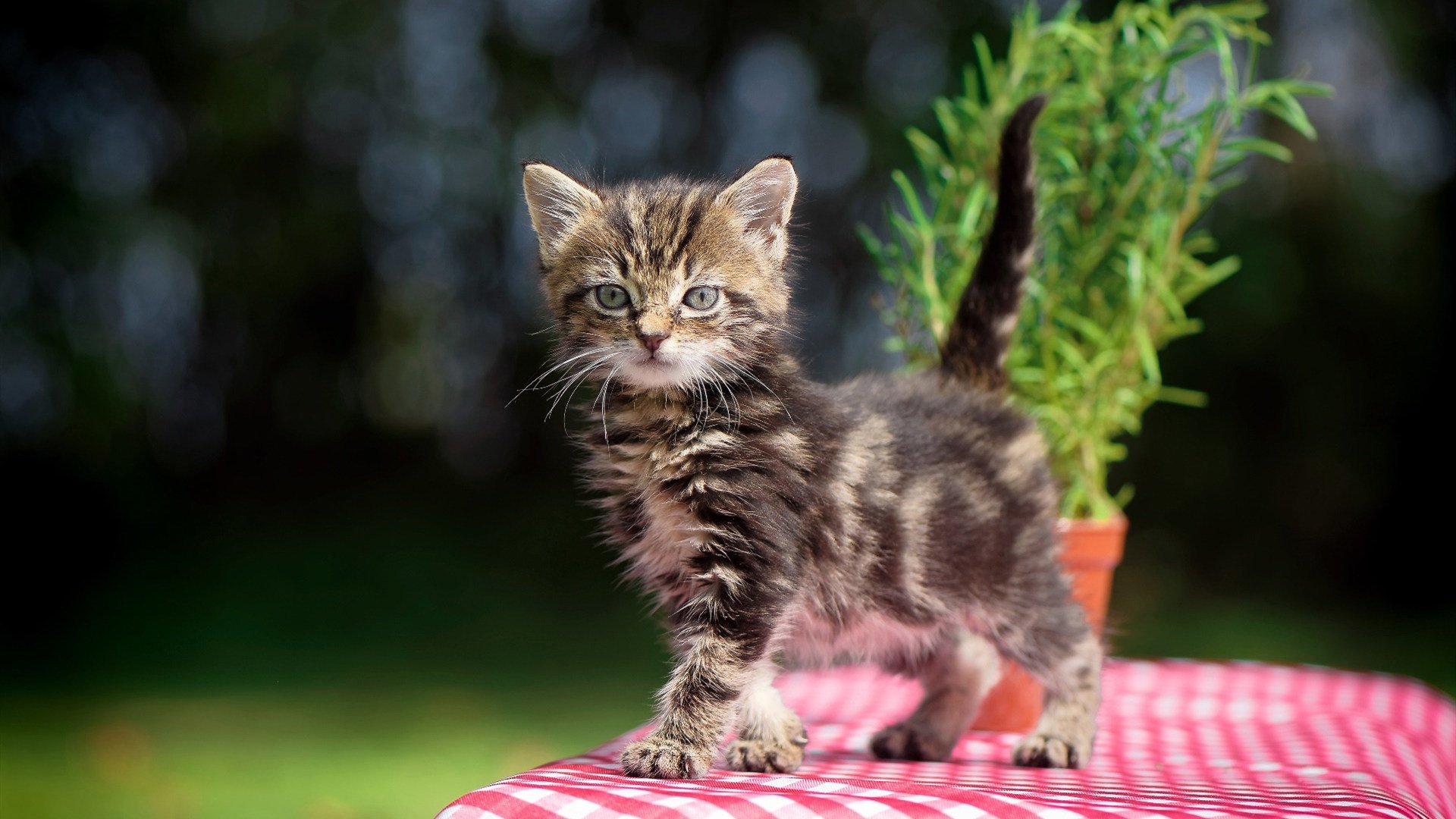 速度与策略的交汇，F1开幕战与韩国对喀麦隆中的团队博弈