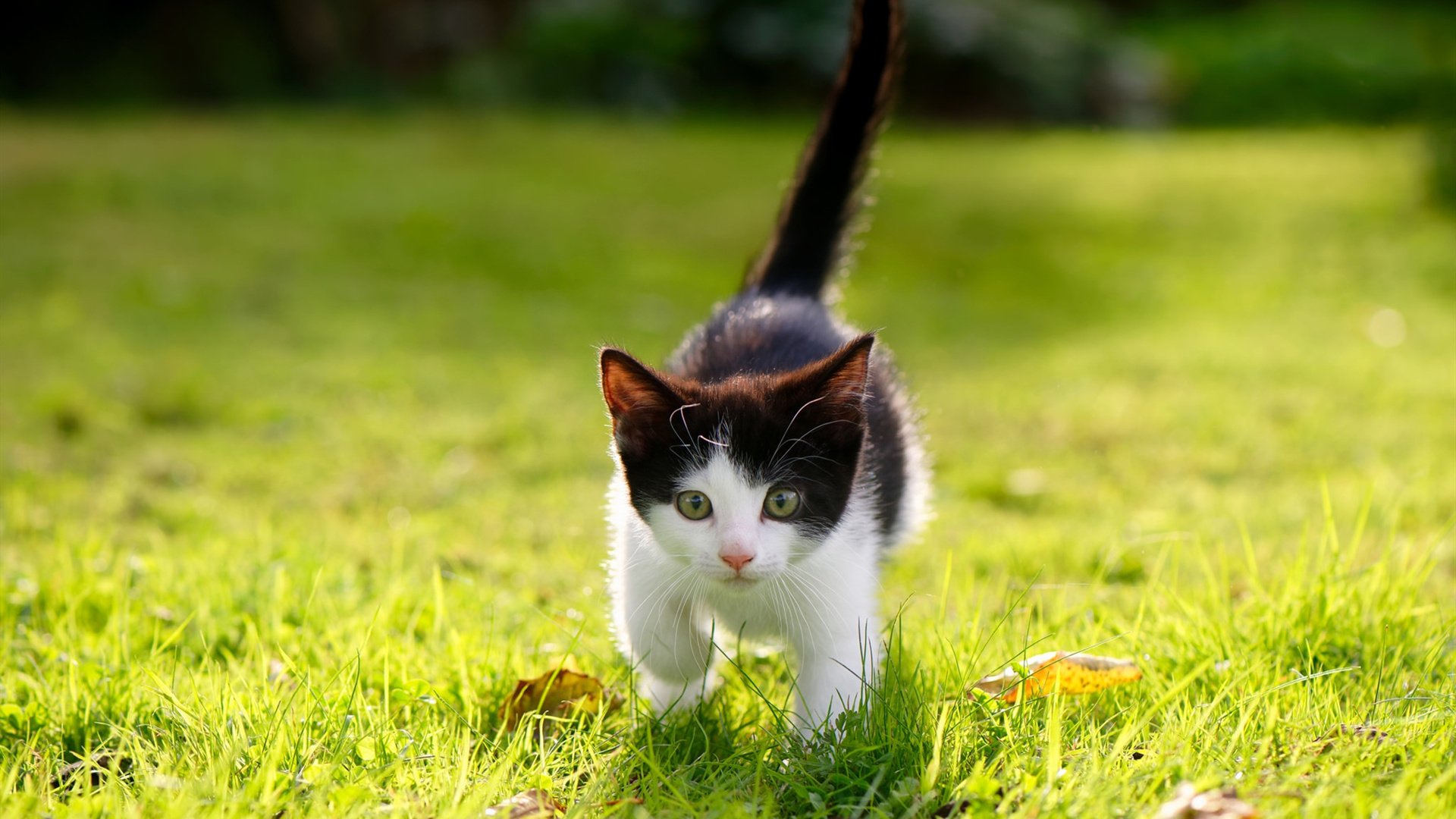 渺小巨人的伟大之夜，NBA总决赛中被低估的角落