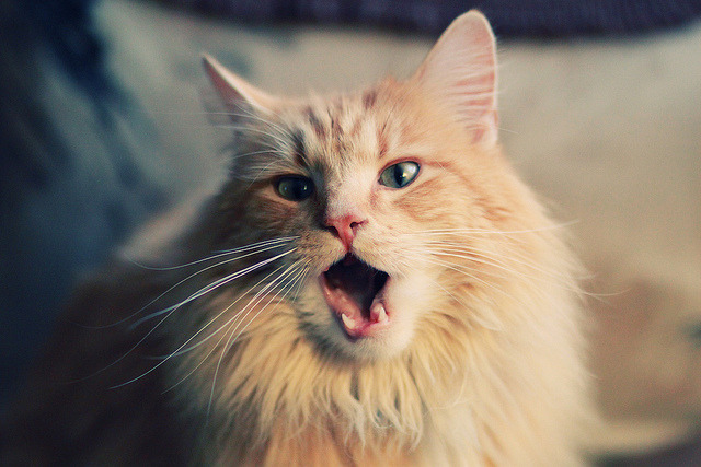 特奥奏鸣曲，当罗马的钢铁洪流遇上秘鲁的野性脉搏，一个中场的大脑如何定义比赛呼吸