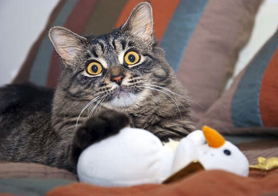 英超争冠日蚀时刻,悬日凌空,黄蜂之刺如何被光芒吞噬