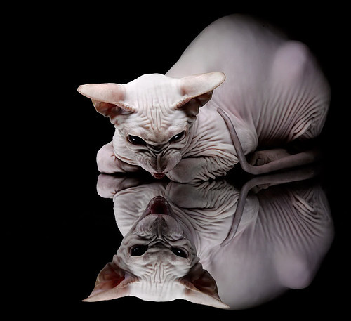 门神与逆转的夜晚，当库尔图瓦扼住命运的咽喉