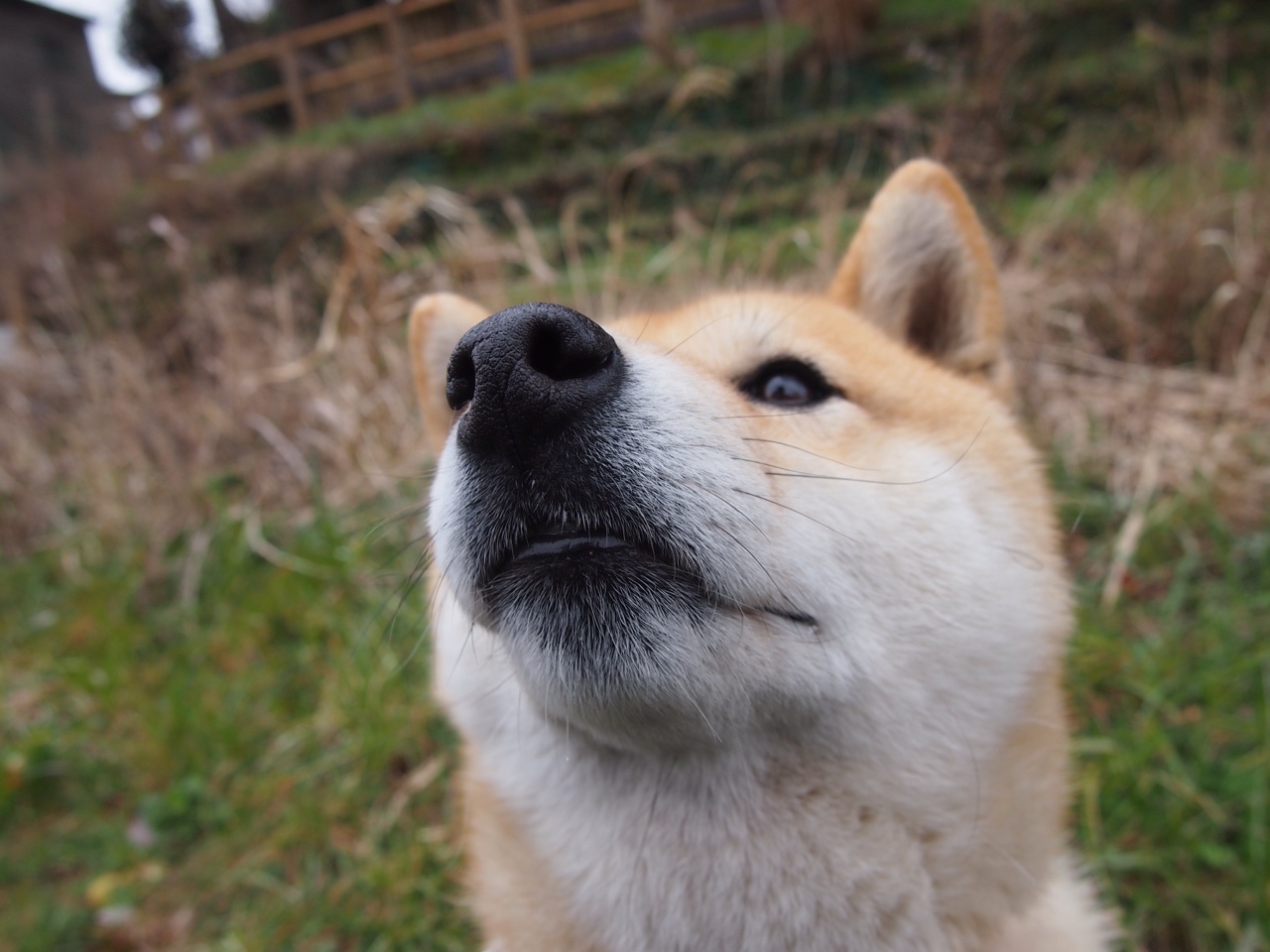 两场征服，一种意志，当巴黎冲垮克罗地亚，萨内已在欧冠决赛接管比赛