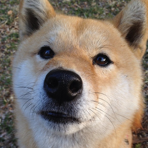 冰火交锋，劳塔罗一箭定江山，国际米兰加拿大巅峰力克皇家马德里