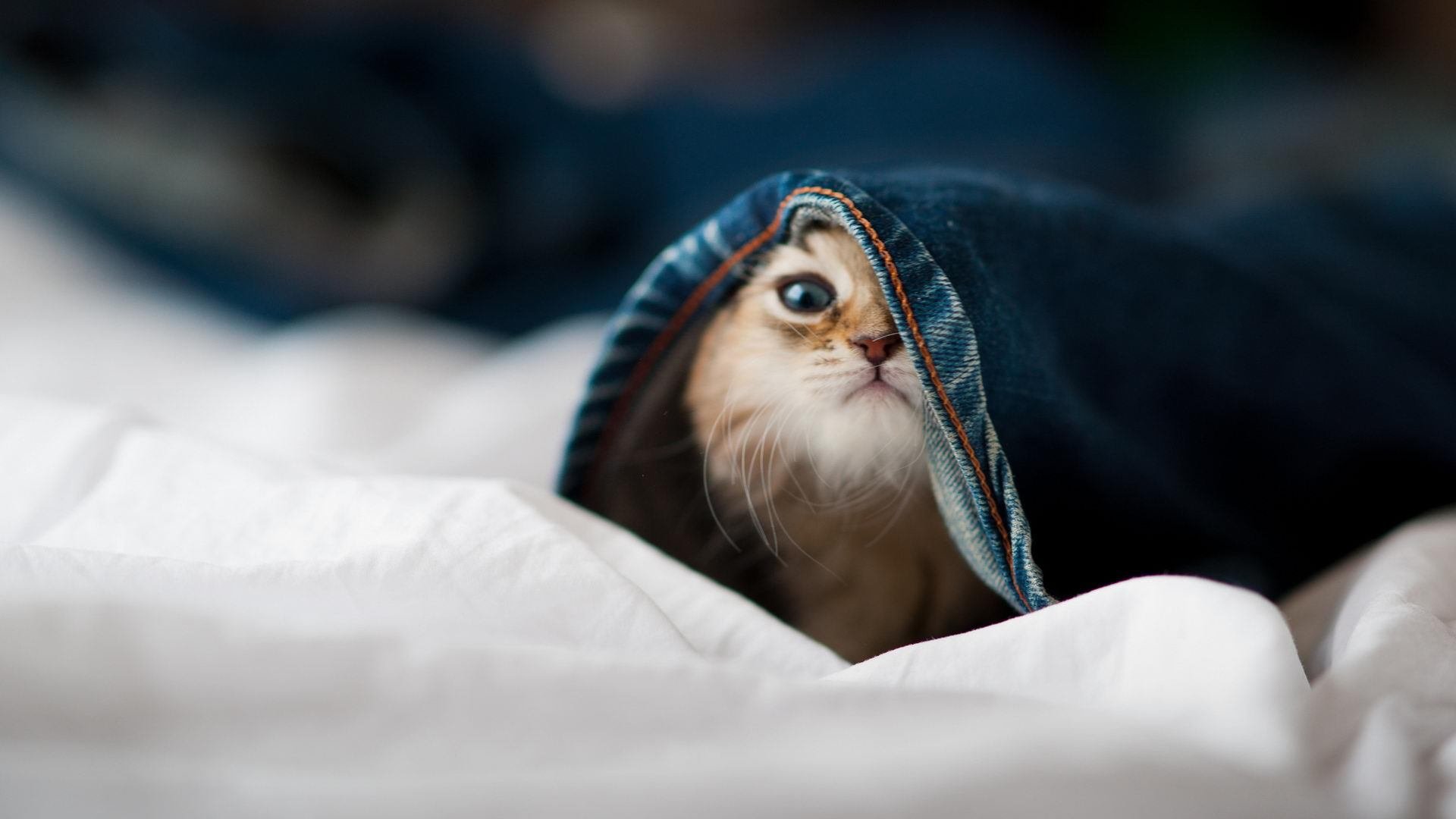 雷火电竞亚洲先驱-东方巨人降服快船，布克力证巨星成色，一场跨越篮球文化的征服之战