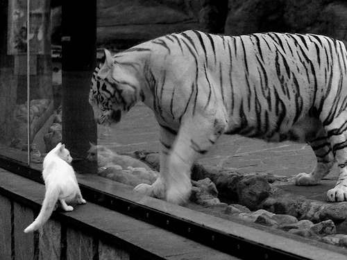 绿茵的终极反差,当桑巴遇上钻石,C罗如何将变奏谱为胜利乐章