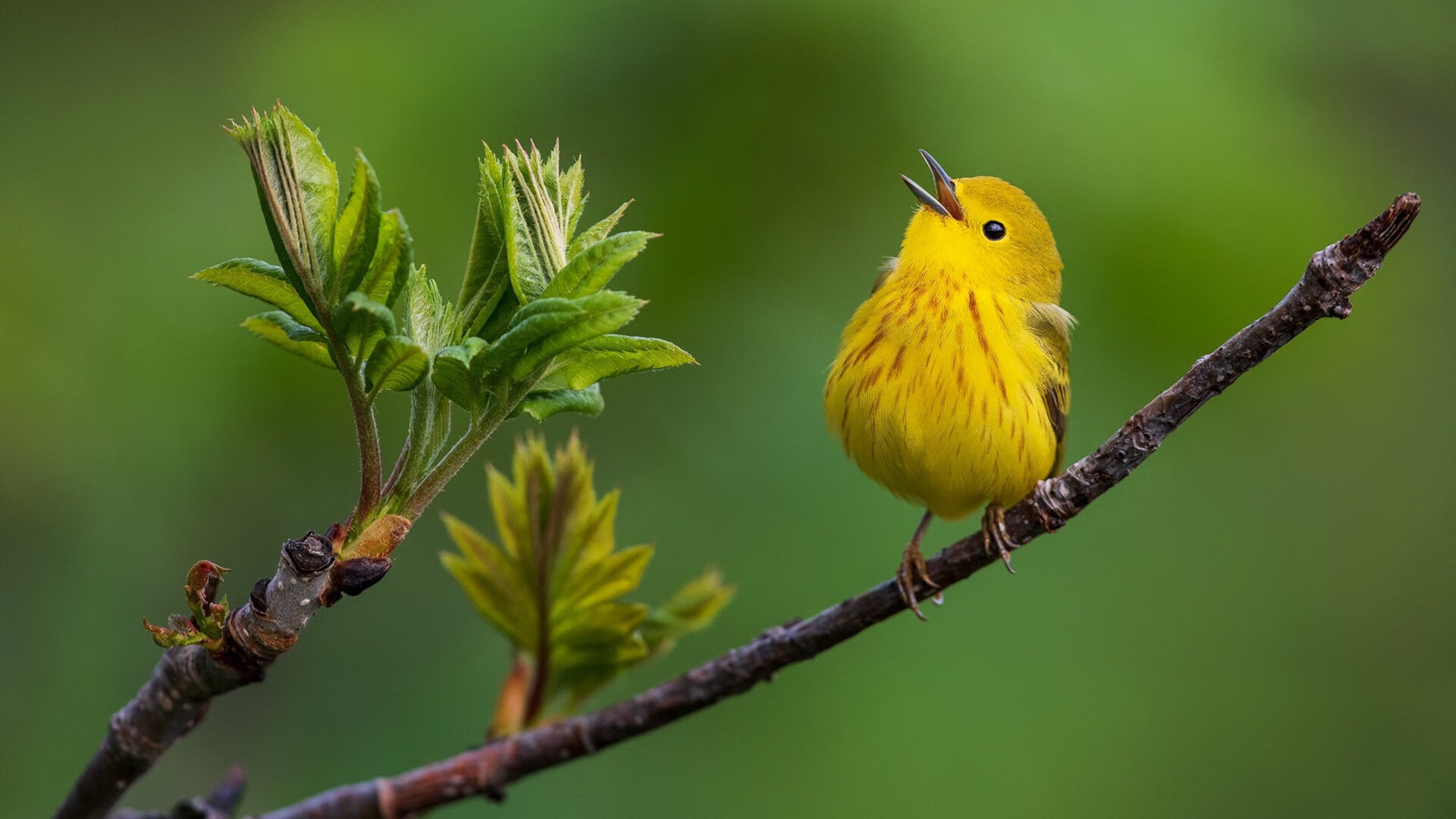 绝境双刃,阿劳霍独闯龙潭,那不勒斯险胜皇家社会记
