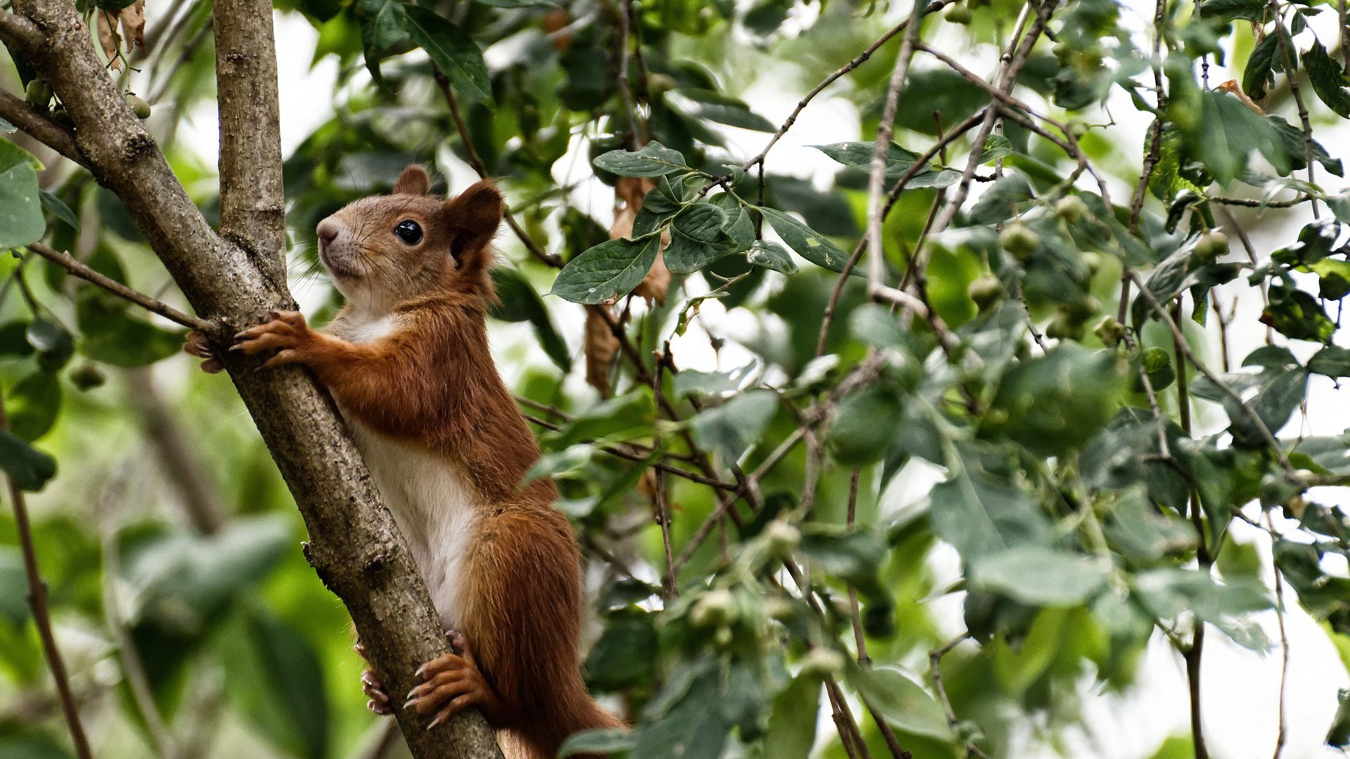 当法国需要答案，卡马文加在边卫给出新解，荷兰的叹息，爱尔兰的课堂