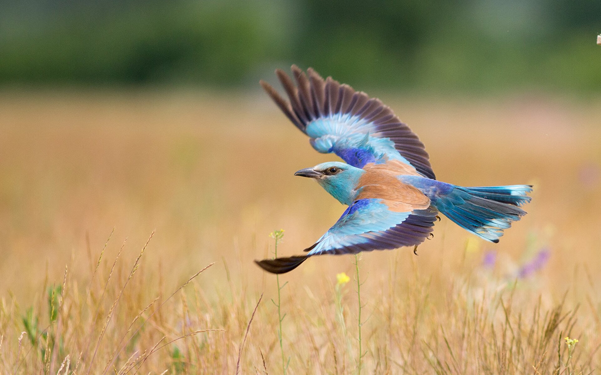 雷火电竞充值-东游骑士的布克化身铁闸，冰冷防守浇灭独行侠燎原之火